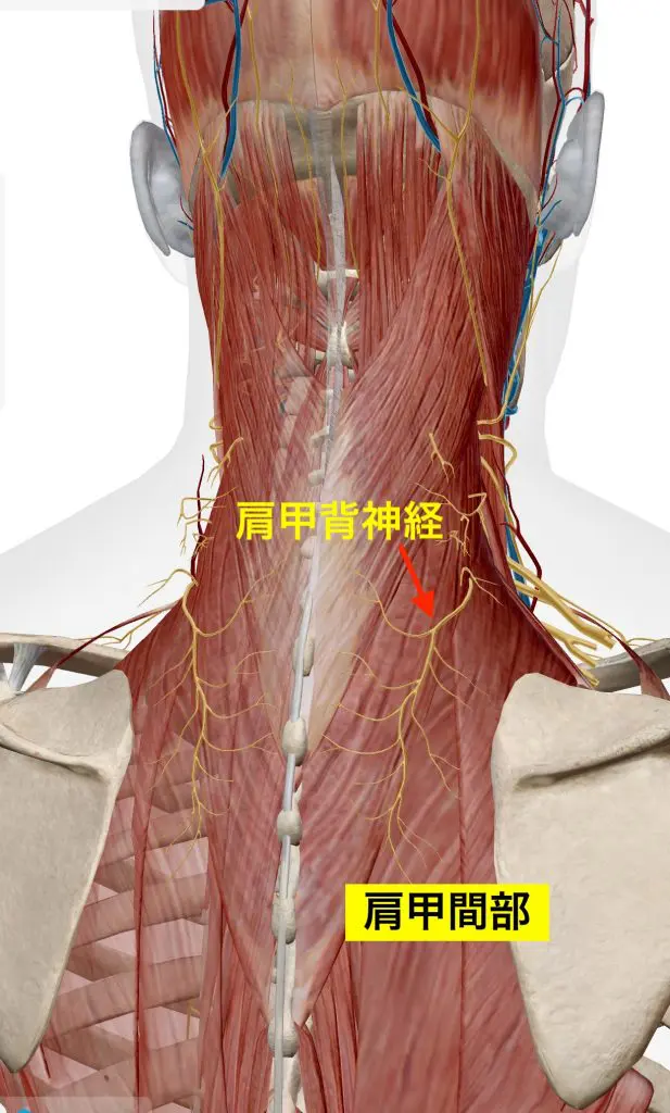 頚椎症」を疾患解説へ追加しました！ | 人形町整形外科ペイン